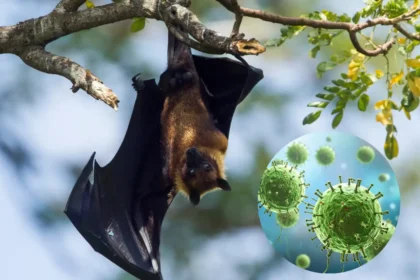 nipah virus