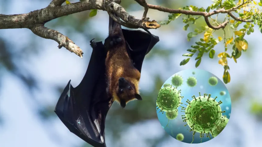 nipah virus